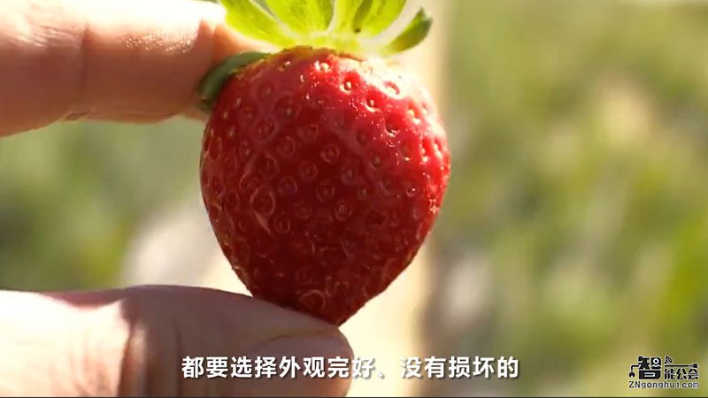 草莓要怎么保存，能不能放冰箱冷冻室里保存？ 智能公会